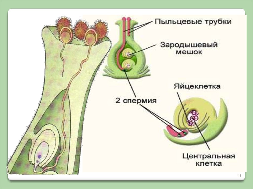 Двойное оплодотворение у цветковых растений презентация