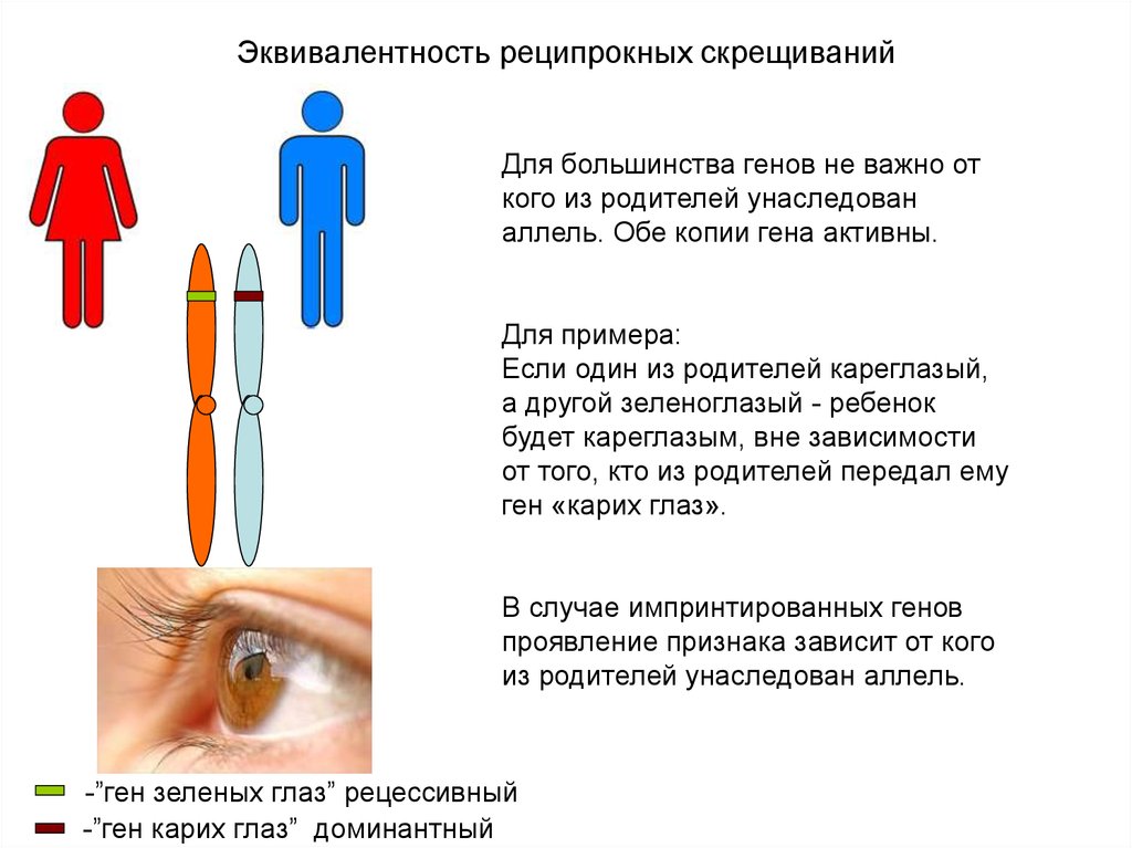 Реципрокное скрещивание схема