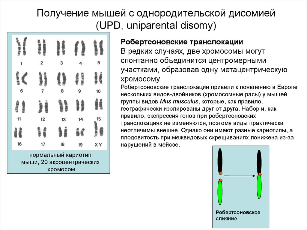 Хромосомный набор листьев. Робертсоновская транслокация примеры. Женский кариотип с 45 хромосомами и робертсоновской транслокацией. Транслокация кариотип. Робертсоновская транслокация наследование.