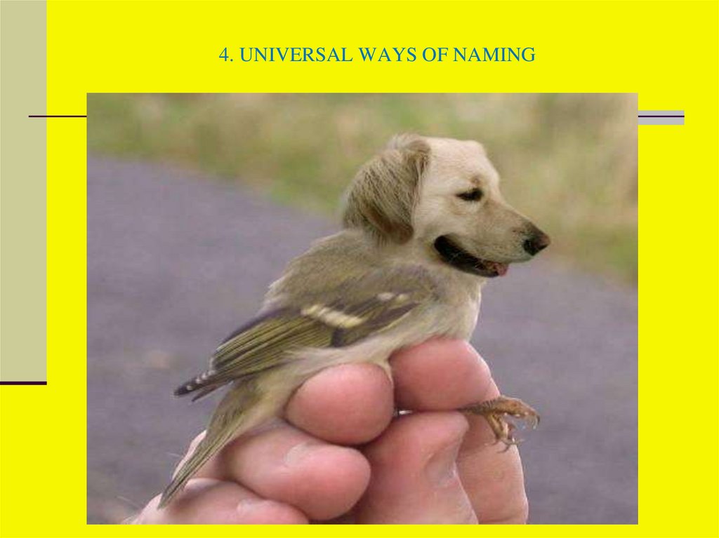 4. UNIVERSAL WAYS OF NAMING