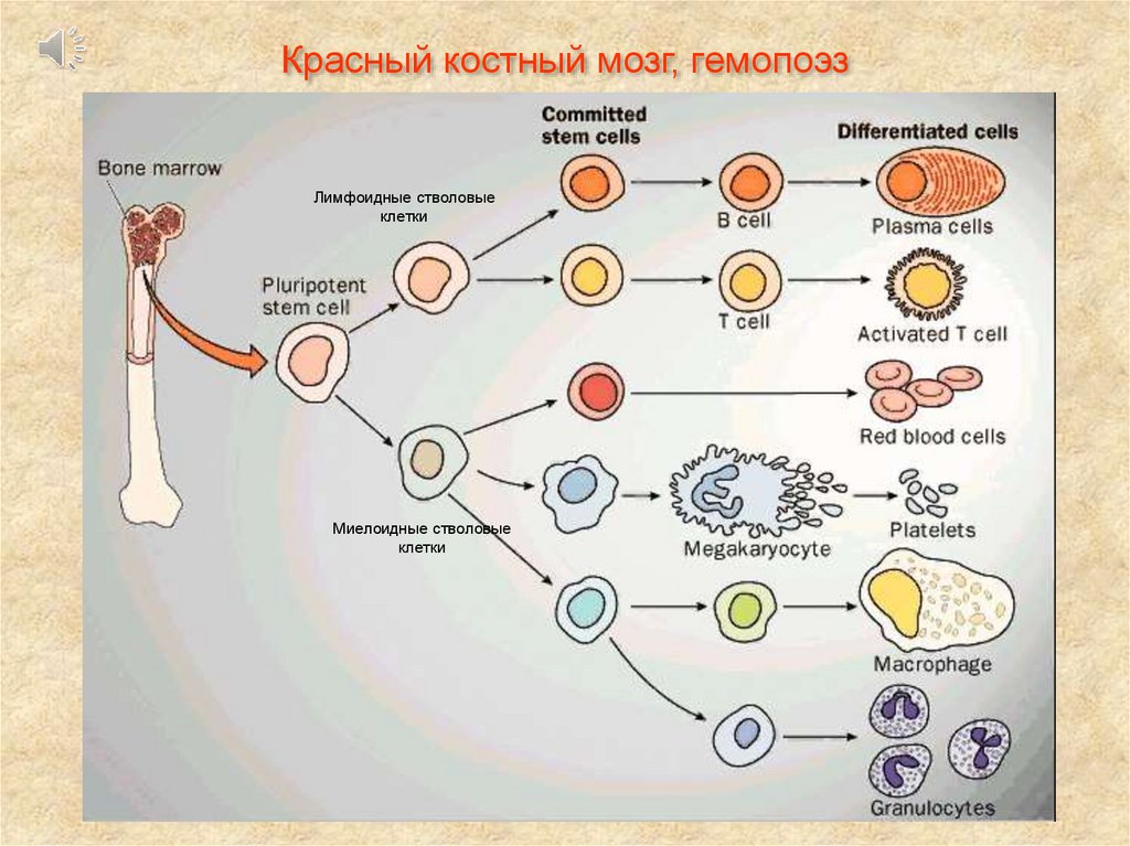 Кровь дифференцировка. Стволовые клетки дифференцировка. Схема дифференцировки клеток иммунной системы. Дифференцировка стволовой клетки крови. Иммунная система лейкоциты.