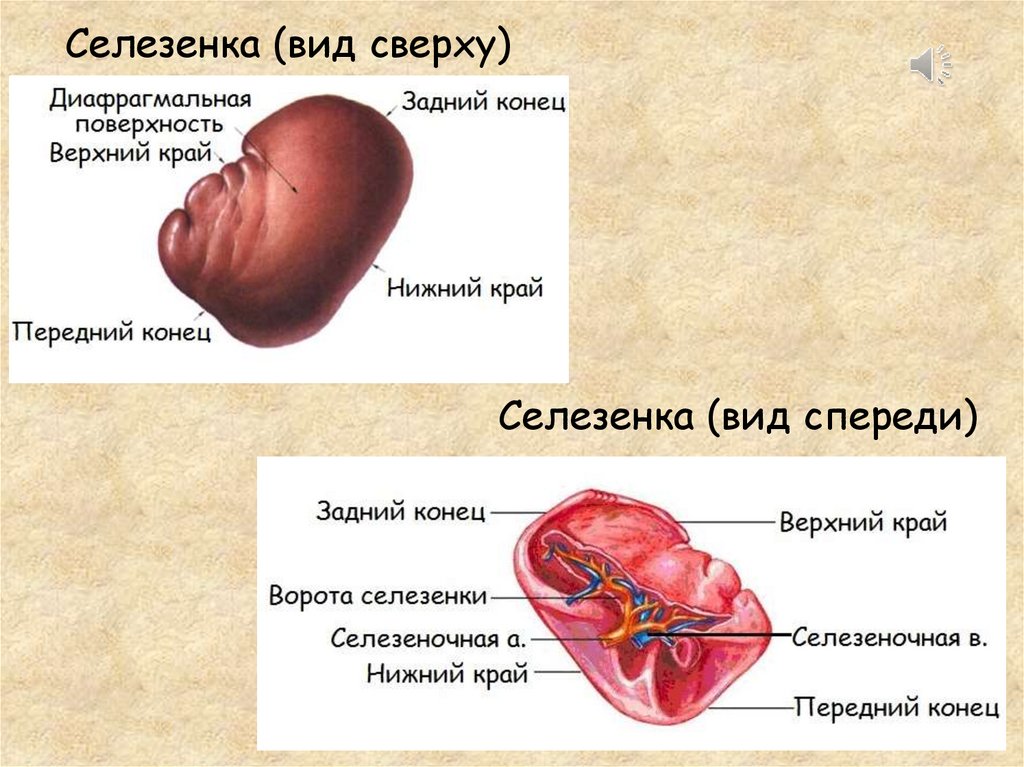 Строение селезенки человека фото с описанием