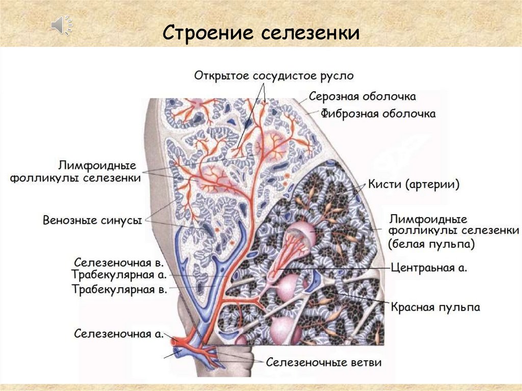 Рисунок селезенки с подписями