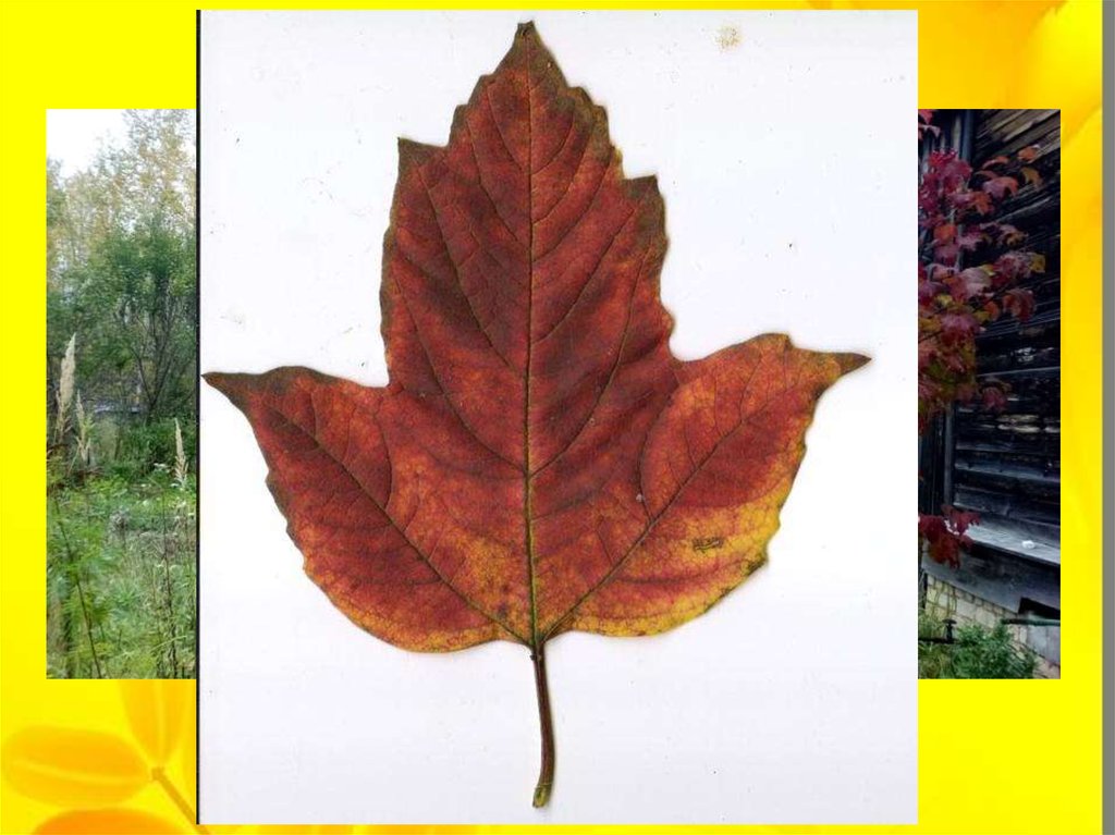 Калина форма листьев. Осенние листья калины. Листочки калины. Листья калины осенью. Осенний лист Калина.
