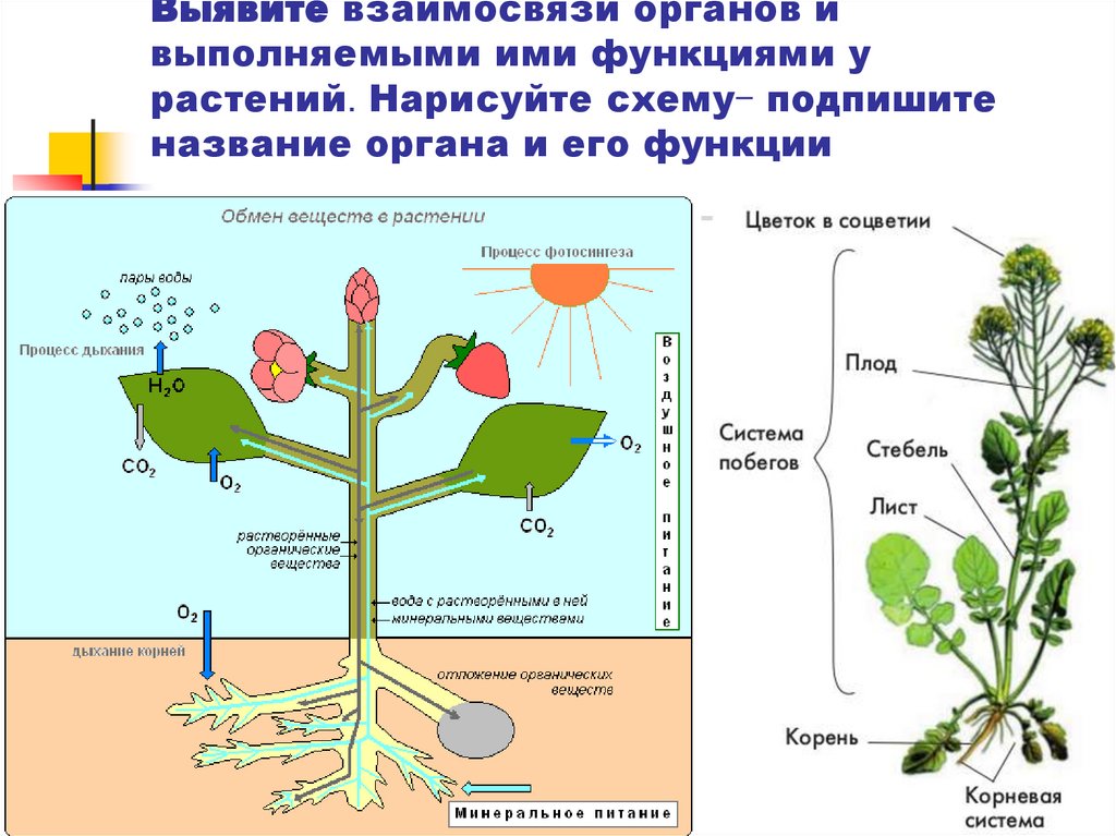 В приведенном ниже списке названы органы растения. Системы органов растений схема. Взаимосвязь органов растения. Растительный организм. Взаимосвязы органов растений.