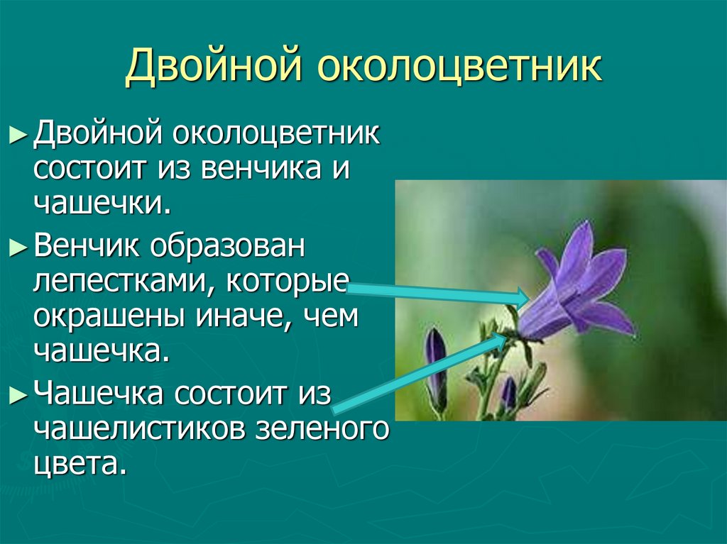 Какой околоцветник у растений. Околоцветник чашечка и венчик. Из чего состоит околоцветник цветка. Простой околоцветник состоит из. Из чего состоит околоцветник 6 класс.