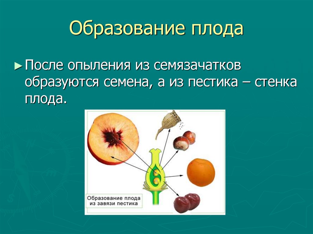 В результате образуется из завязи. Образование семян и плодов 6 класс биология. Плод и его строение. Образование плода растений. Как образуется плод.