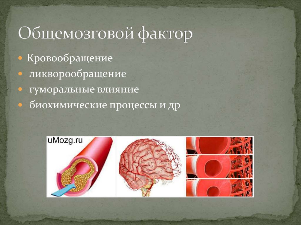 Общемозговой фактор