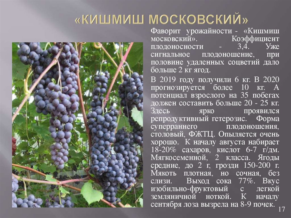 Кишмиш потапенко описание. Сорта винограда кишмиш для Подмосковья. Виноград Амурский. Амурский виноград в Подмосковье. Виноград кишмиш в Подмосковье.