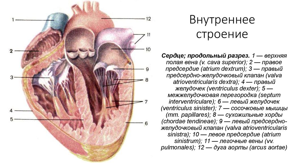 Предсердие у животных. Строение предсердно-желудочковых клапанов. Строение сердца продольный разрез. Строение сердца КРС схема. Строение сердца человека анатомия в разрезе.