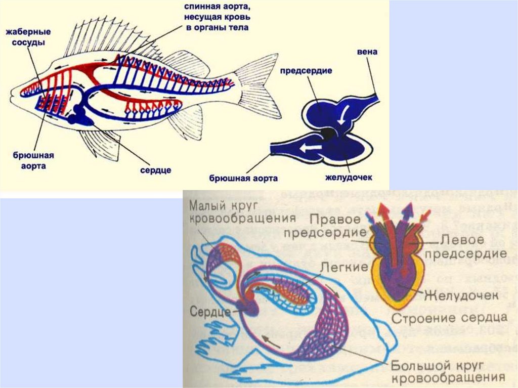 Незамкнутая кровеносная система у червей