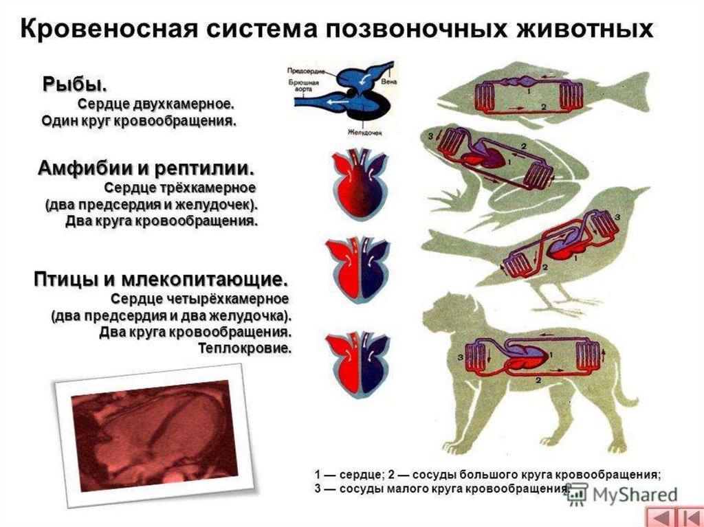 Презентация эволюция кровеносной системы позвоночных