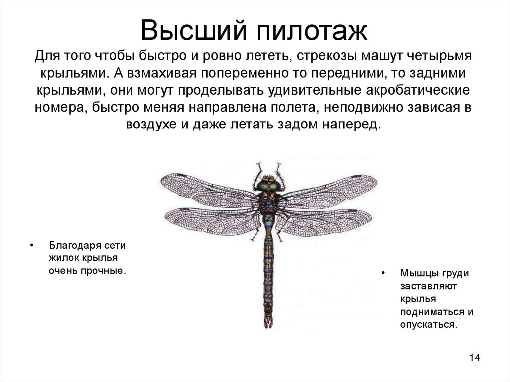 Какие части тела насекомого являются рычагами презентация