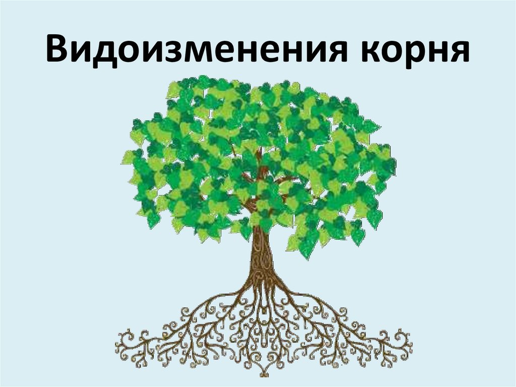 Видоизменения презентация 6 класс. Кроссворд по видоизменению корней. Корни.видоизменения корней кроссворды. Кроссворд на тему корень видоизменения корней. Кроссворд на тему видоизменения корней биология.