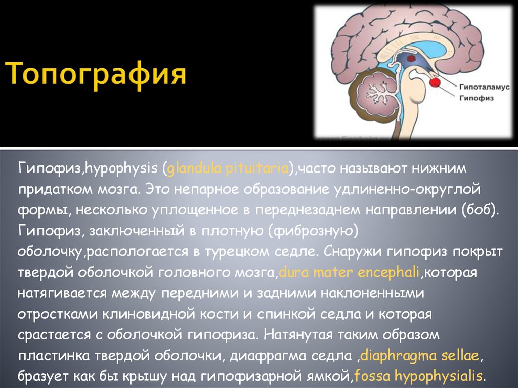 Гипоталамус что это. Таламус гипоталамус гипофиз и эпифиз. Гипофиз эпифиз кости. Эпифиз и гипофиз что регулируют. Гипофиз топография.