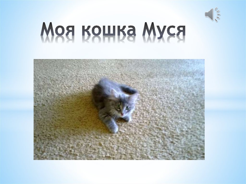 Кошечка Муся. Моя Муся Муся.