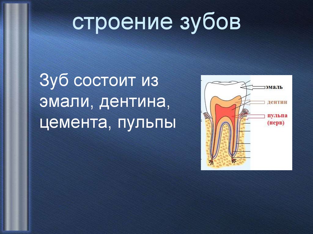 В чем особенность строения дентина какую. Строение зуба эмаль дентин цемент пульпа. Зуб эмаль дентин пульпа. Строение зуба пульпа эмаль.