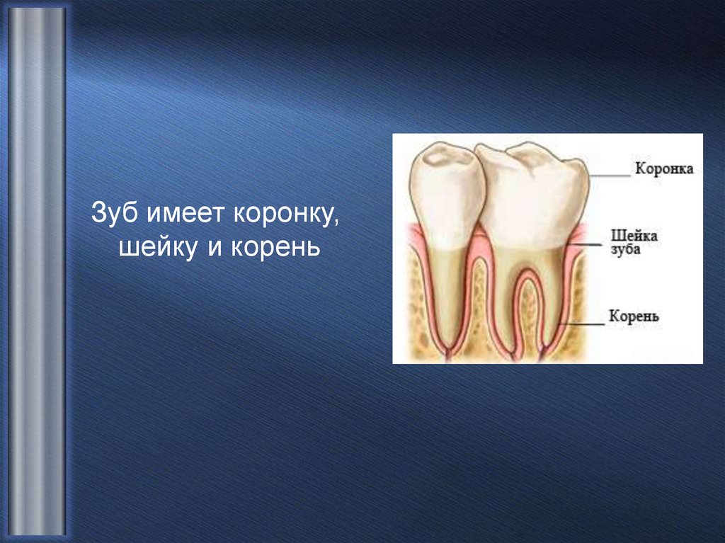 Корень зуба находится. Коронка шейка и корень зуба. Строение зуба коронка шейка корень. Зуб коронка шейка и корень зуба.