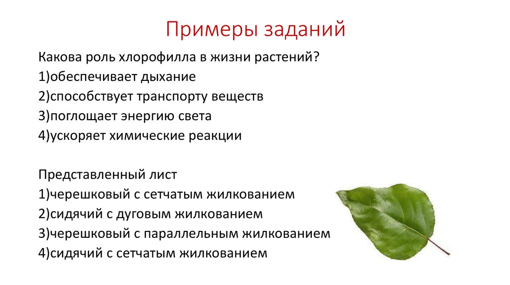 Лист это вегетативный