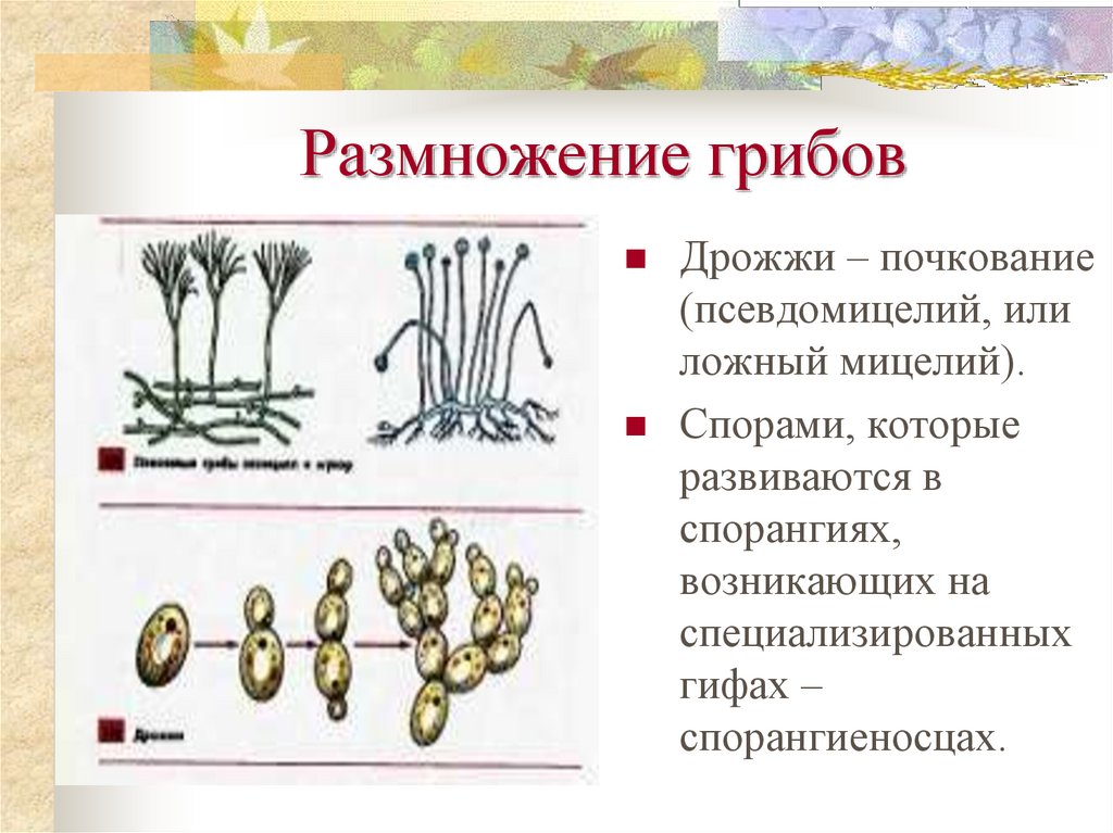 Размножение спорами это какое размножение. Способы размножения грибов таблица. Вегетативное размножение грибов схема.