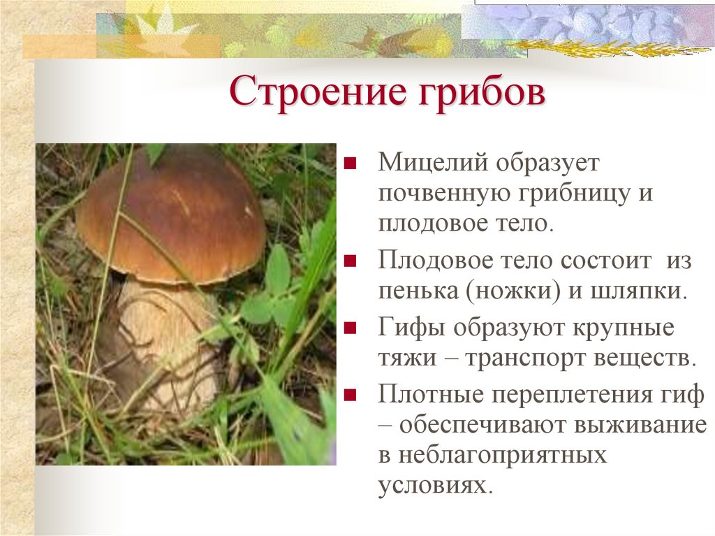 Презентация общая характеристика грибов 7 класс биология