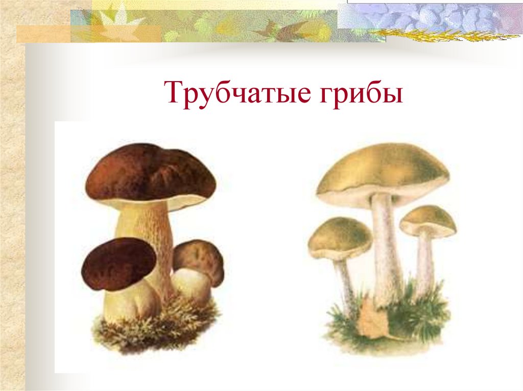 1 трубчатые грибы