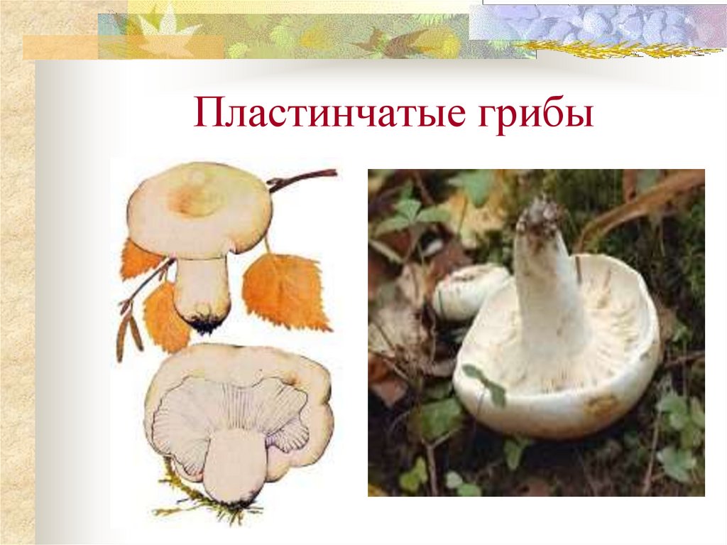 Презентация общая характеристика грибов 7 класс биология. Признаки пластинчатых грибов. К пластинчатым грибам относятся.