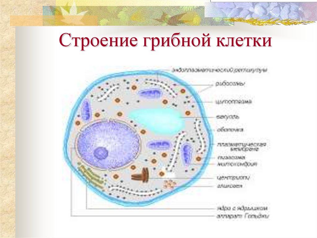 В клетках грибов есть ядро. Царство грибы строение грибной клетки. Строение грибной клетки ЕГЭ биология. Строение клетки гриба 5 класс биология. Грибная клетка строение и функции.