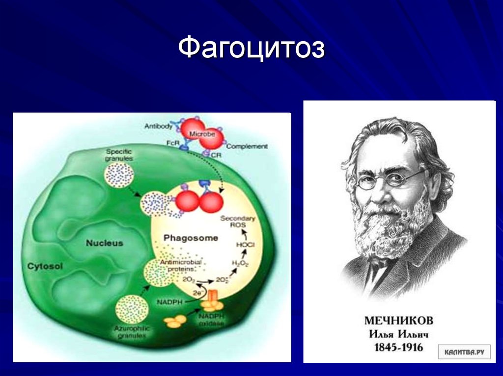 Мечников открыл явление фагоцитоза. Учение Мечникова фагоцитозе Мечникова. Открытие фагоцитоза Мечниковым.