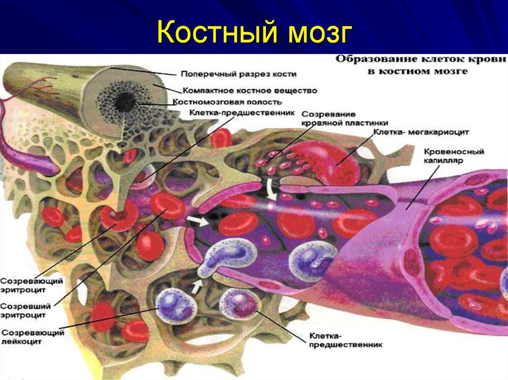 Где купить костные мозги. Строение красного костного мозга иммунология. Строма красного костного мозга. Клетки костного мозга строение. Красный костный мозг локализуется.