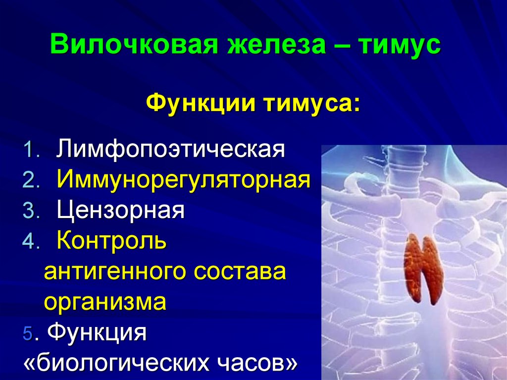 Иммунный орган тимус. Тимус вилочковая железа функции. Тимус (вилочковая = зобная железа). Зобная железа функции. Вилочковая железа анатомия функции.