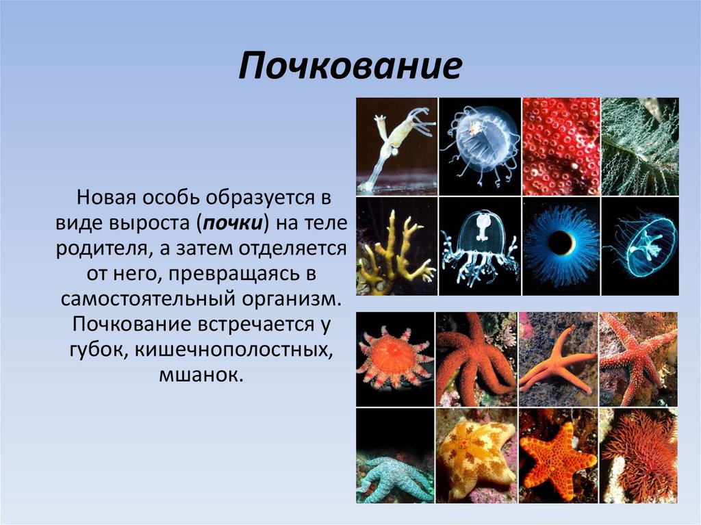 Почкование кишечнополостных. Виды почкования. Почкование губок. Почкование примеры организмов. Внутреннее почкование губок.