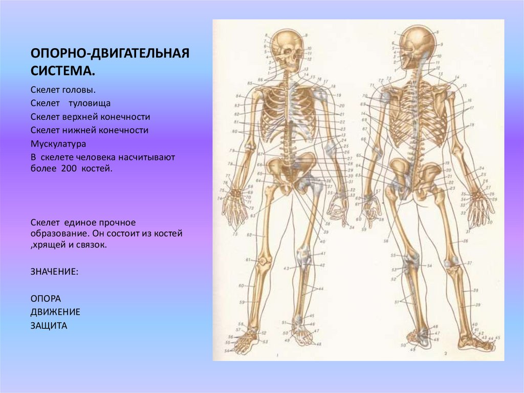 Скелет состоит из хрящевой ткани. Опорно двигательная система строение кости. Опорно двигательная система скелет верхней конечности. Опорно двигательная система состав строение костей. Опорно двигательная система кости скелета.