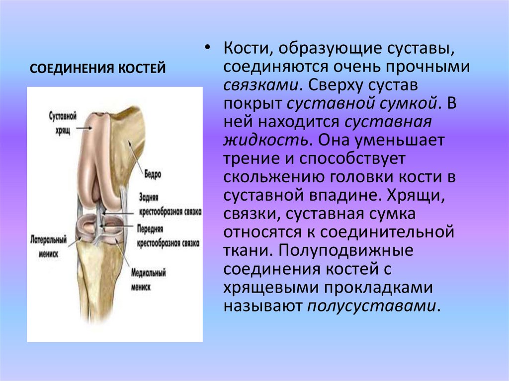 Какой цифрой на рисунке обозначен суставной хрящ