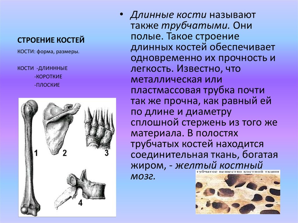 Почему кости. Трубчатые кости длинные и короткие. Короткие трубчатые кости. Длинных трубчатых костей. Короткая трубчатая кость строение.