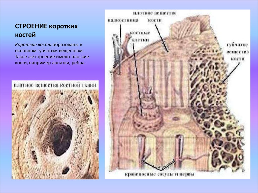 Костя образованы. Строение коротких костей. Строение плоской кости. Структура плоских костей. Короткие губчатые кости строение.