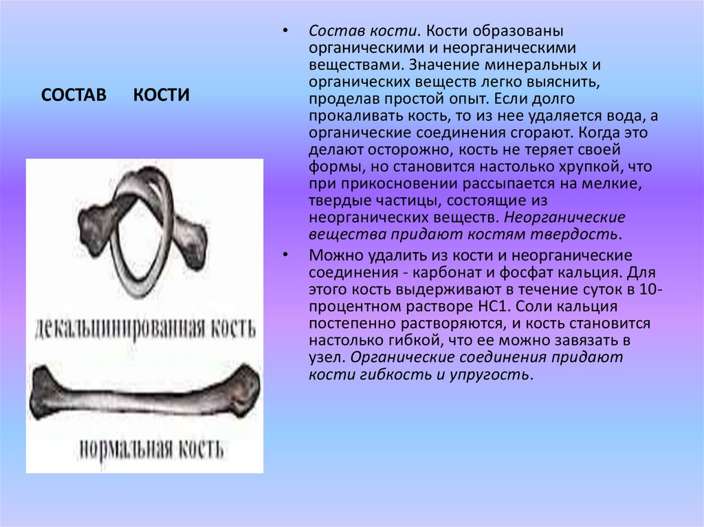 Взять кость. Опыт с прокаливанием костей. Состав костей опыт. Декальцинированная и прокаленная кость.