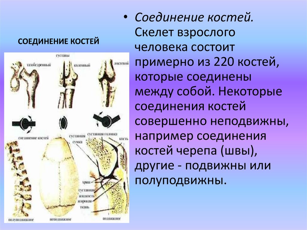 Перечислите соединение костей. Строение подвижного соединения костей. Неподвижные полуподвижные и подвижные соединения костей. Типы соединения костей скелета человека. Подвижные соединения костей.