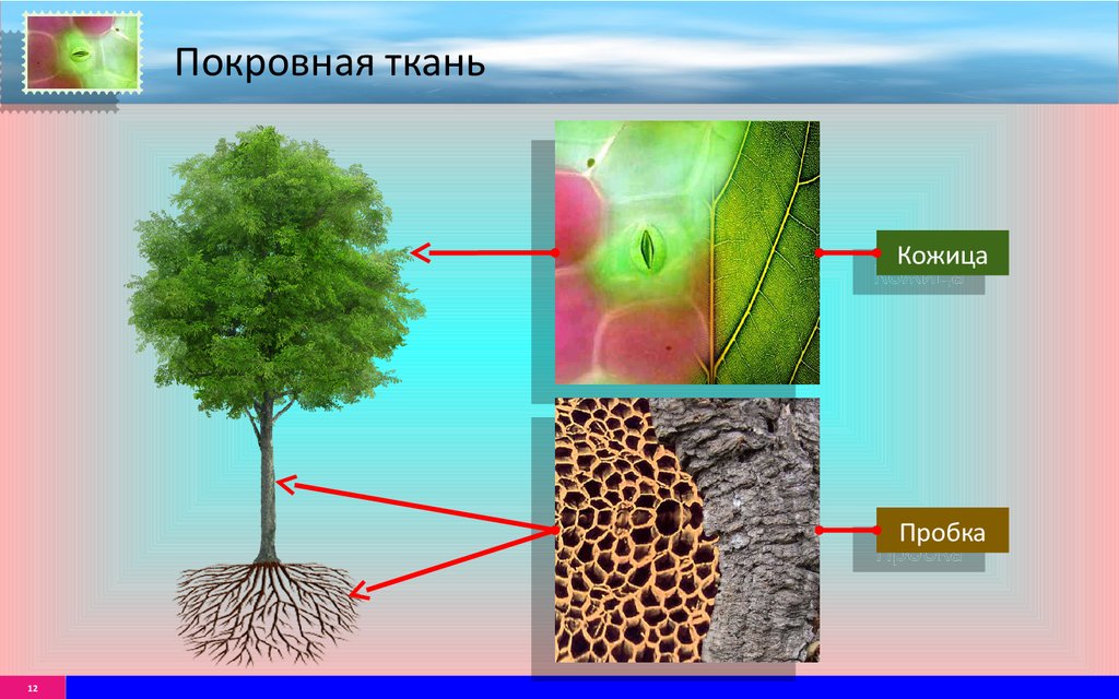 Механическая и покровная ткань