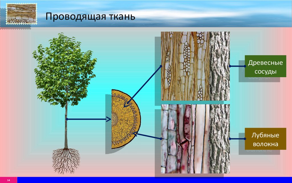 Какую функцию выполняют сосуды у растений 2.2. Проводящая ткань растений. Проводящая ткань древесины. Проводщая ткань древеси. Проводящая растительная ткань.