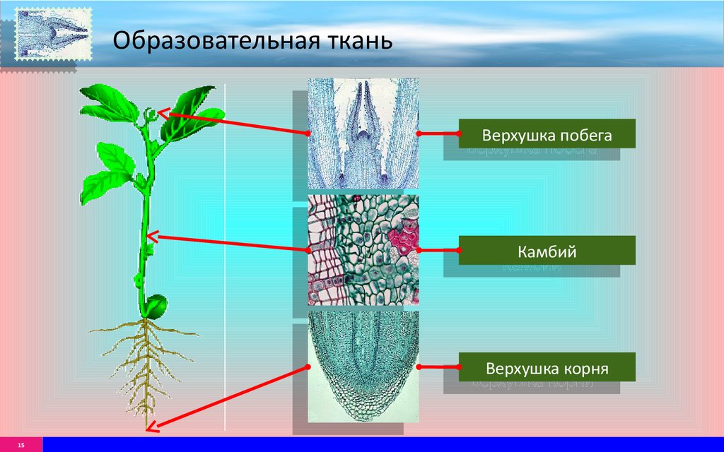 Рост клеток меристемы. Верхушечная меристема корня. Апикальная меристема корня. Меристематическая ткань растений. Образовательные ткани меристемы.