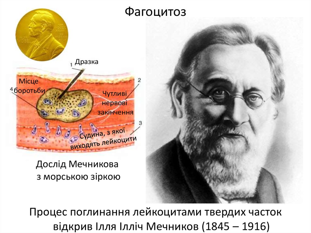 Мечников открыл явление фагоцитоза. 1892 Фагоцитоз Мечников. Мечников фагоцитоз опыт.