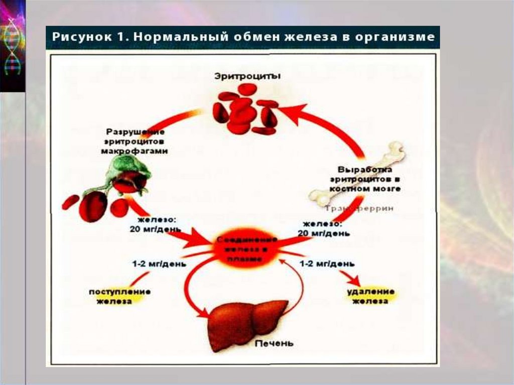 Обмен железа схема