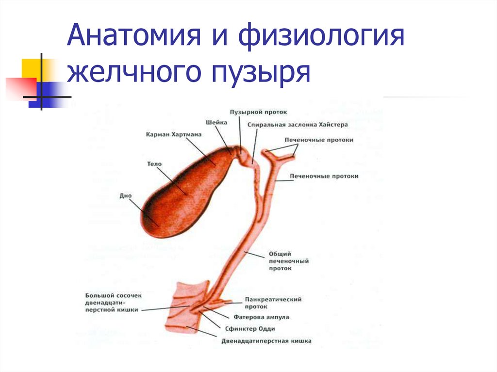 Желчный пузырь схема. Желчный пузырь и желчные протоки анатомия. Анатомические части желчного пузыря. Схема строения желчного пузыря анатомия. Желчные протоки строение анатомия.