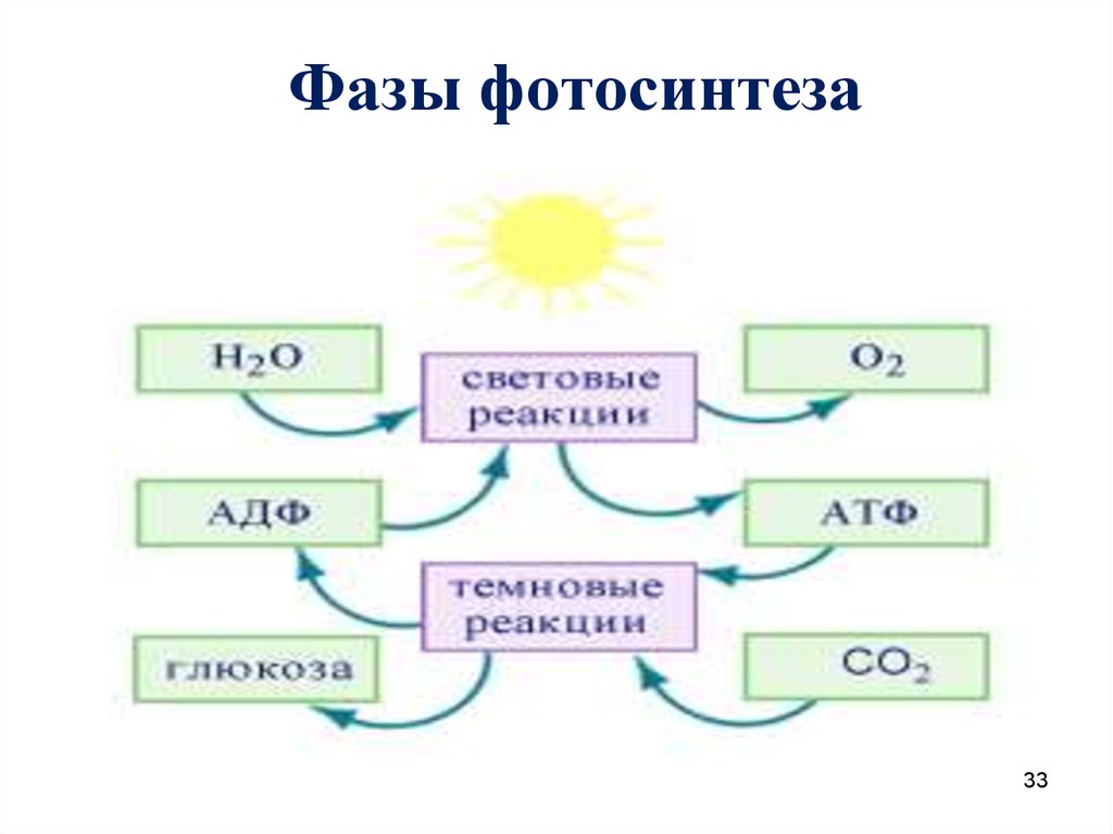 Фотосинтез том 1. Общая схема фотосинтеза. Кластер фотосинтез. Световая стадия фотосинтеза. Схема процесса фотосинтеза.