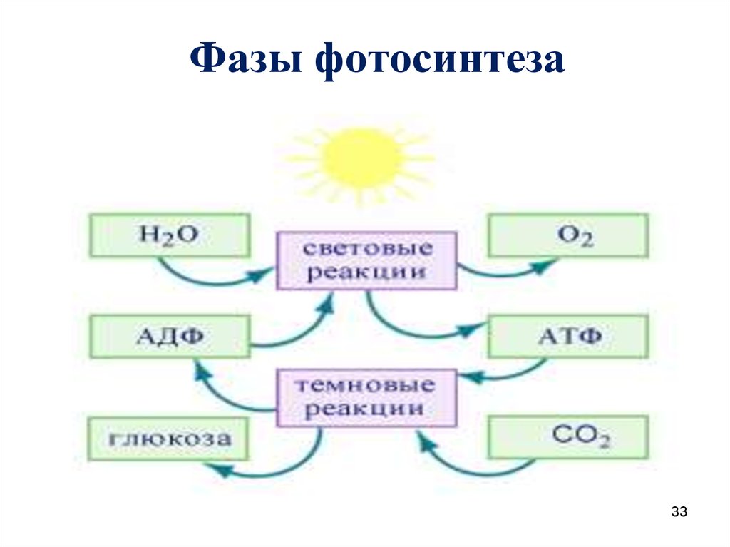 Атф фаза фотосинтеза. Фотосинтез жана хемосинтез. Фазы фотосинтеза. Кластер фотосинтез. Кластер на тему фотосинтез.