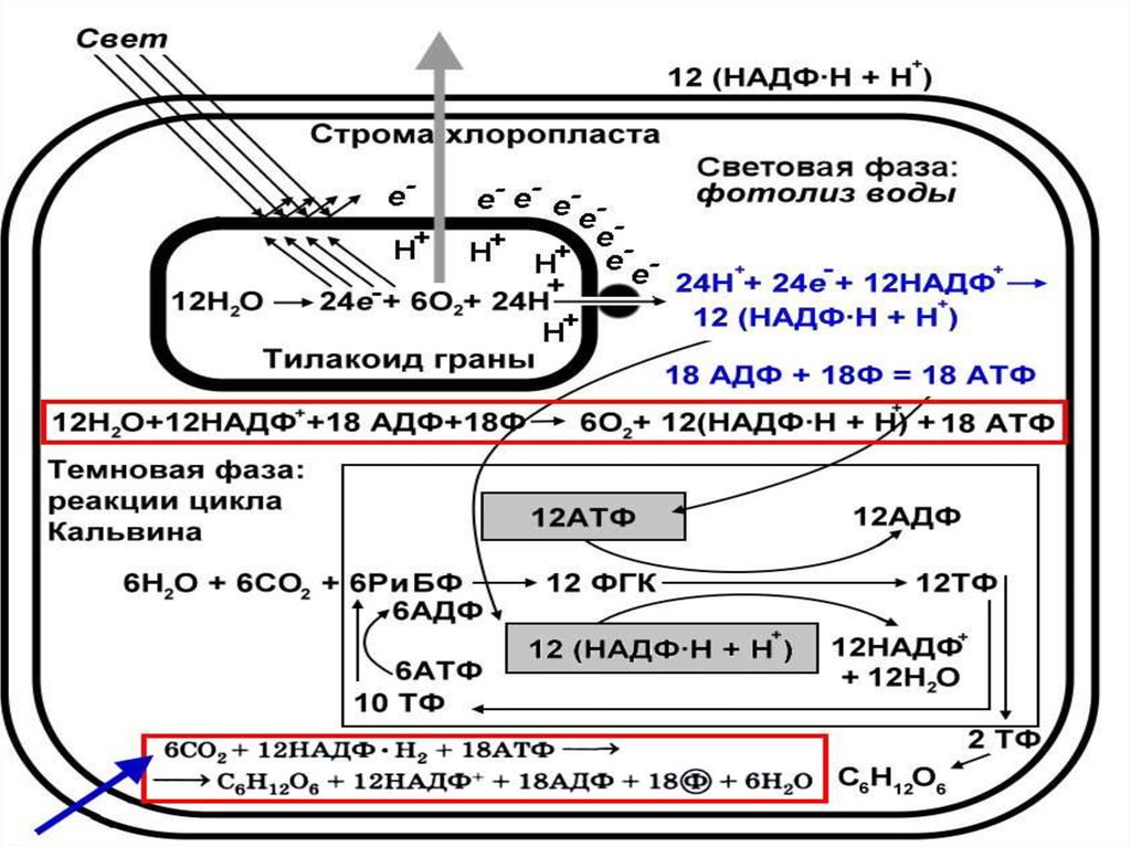 Биология фотосинтез хемосинтез