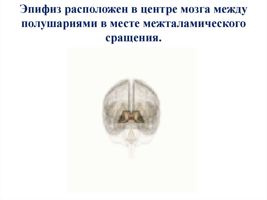 Гормоны эпифиза - презентация онлайн