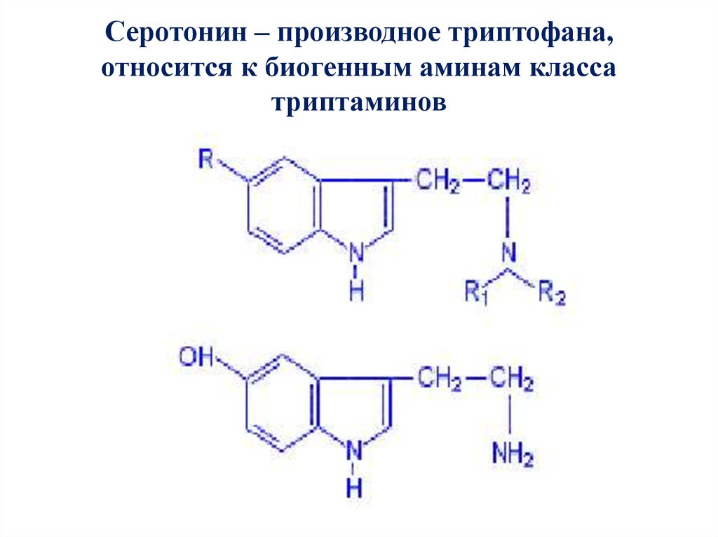 Серотонин – производное триптофана, относится к биогенным аминам класса триптаминов
