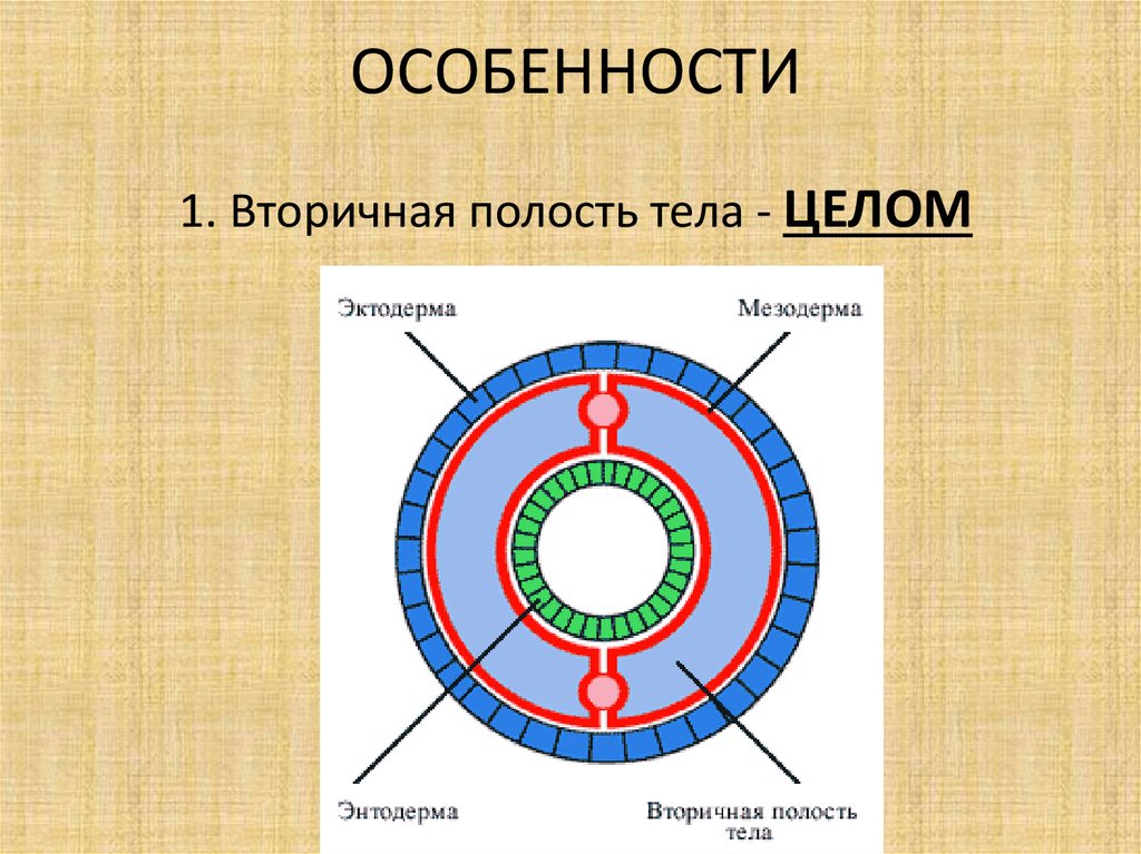 Круглые черви полость тела